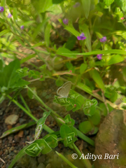 Indigofera cordifolia