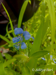 Commelina forskaolii