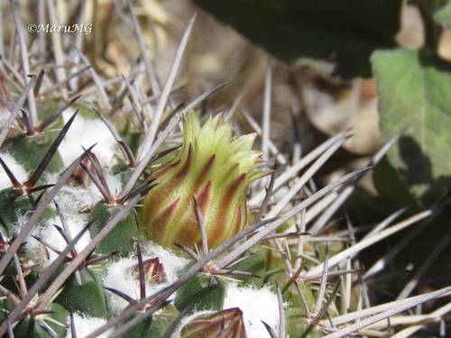Mammillaria gigantea