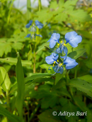 Commelina forskaolii