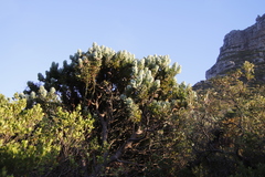 Leucospermum conocarpodendron