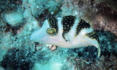 Canthigaster coronata