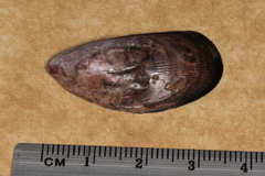 Brachidontes rostratus