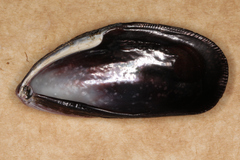 Brachidontes rostratus