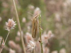 Agriphila selasella