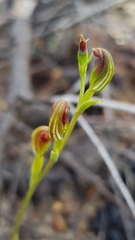 Pterostylis furva