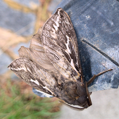 Abantiades argentata