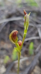 Pterostylis furva