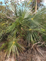 Coccothrinax readii