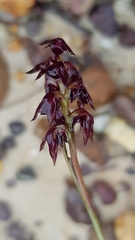 Genoplesium woollsii