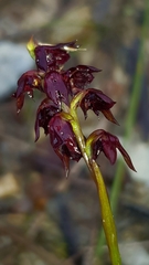 Genoplesium woollsii