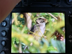 Crithagra leucoptera