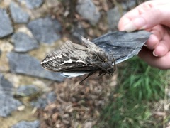 Abantiades argentata