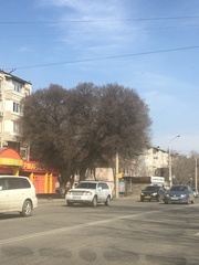 Ulmus × androssowii