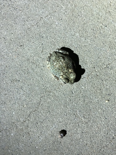 iNaturalist observation photo of Red-spotted Toad