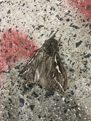 Abantiades argentata
