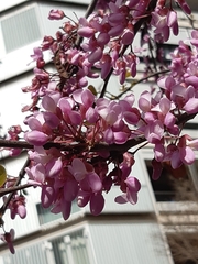 Cercis siliquastrum