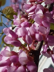 Cercis siliquastrum