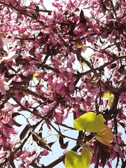 Cercis siliquastrum