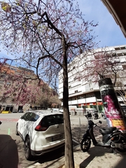 Cercis siliquastrum