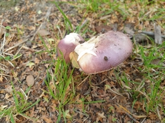 Russula nitida