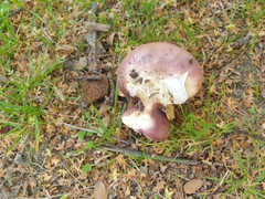 Russula nitida