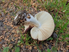Russula nitida