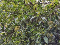 Anodendron affine