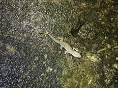 Hemidactylus bowringii