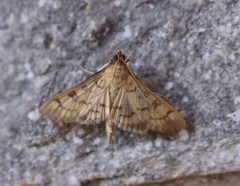 Diacme mopsalis