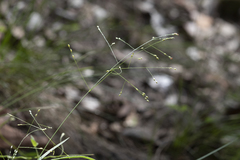 Panicum effusum
