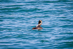 Podiceps cristatus cristatus