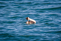 Podiceps cristatus cristatus