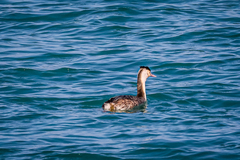 Podiceps cristatus cristatus