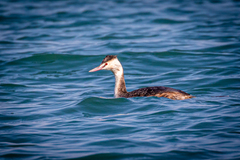 Podiceps cristatus cristatus