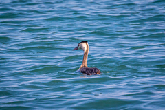 Podiceps cristatus cristatus