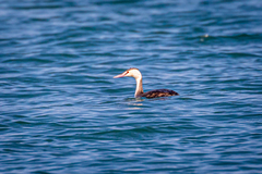 Podiceps cristatus cristatus