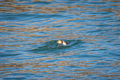 Podiceps cristatus cristatus