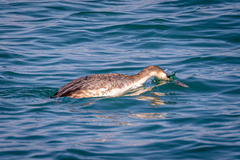 Podiceps cristatus cristatus