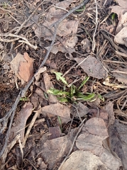 Taraxacum officinale