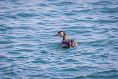 Podiceps cristatus cristatus