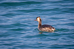 Podiceps cristatus cristatus