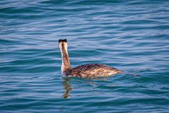 Podiceps cristatus cristatus