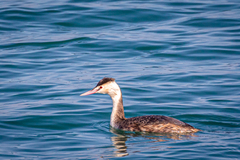 Podiceps cristatus cristatus