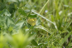 Colias poliographus