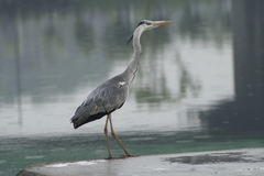 Ardea cinerea