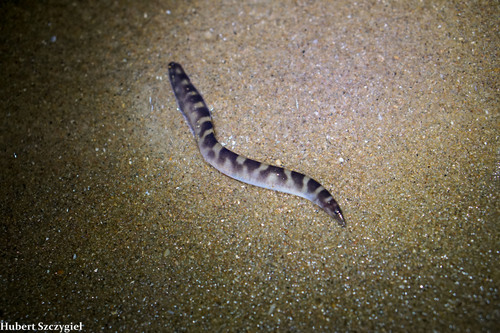 Mastacembelus plagiostomus — Mastacembelidae
