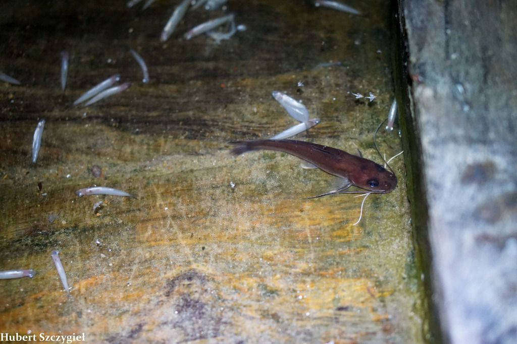 Threadfin catfish (Phyllonemus filinemus) — Claroteidae
