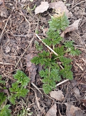 Anthriscus sylvestris