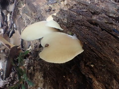 Crepidotus nephrodes